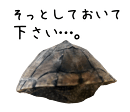 The sticker of turtle sticker #13479277