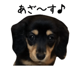 The sticker of dachshund sticker #13479598