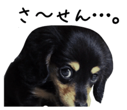 The sticker of dachshund sticker #13479599