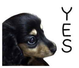 The sticker of dachshund sticker #13479600