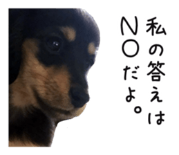 The sticker of dachshund sticker #13479601