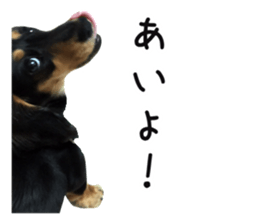 The sticker of dachshund sticker #13479602