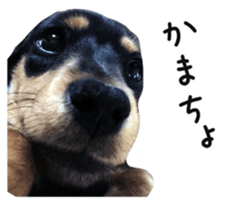 The sticker of dachshund sticker #13479603