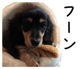 The sticker of dachshund sticker #13479604