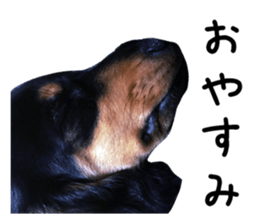 The sticker of dachshund sticker #13479605