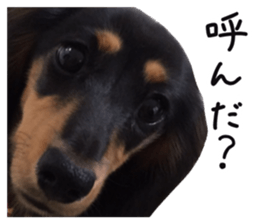 The sticker of dachshund sticker #13479606