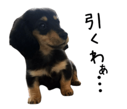 The sticker of dachshund sticker #13479607