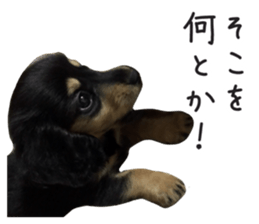 The sticker of dachshund sticker #13479608