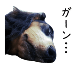 The sticker of dachshund sticker #13479609