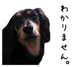 The sticker of dachshund sticker #13479610