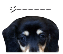 The sticker of dachshund sticker #13479611