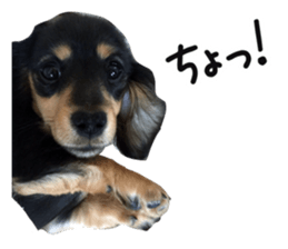 The sticker of dachshund sticker #13479612