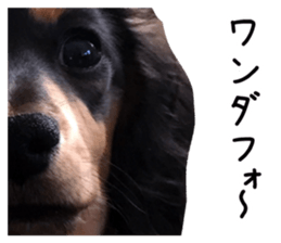 The sticker of dachshund sticker #13479613