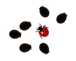 Ladybug wants to speak sticker #13479995