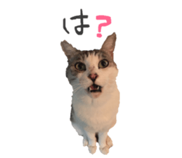 Every day of a cat. sticker #13481367