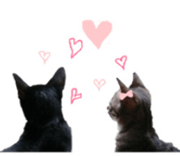 Every day of a cat. sticker #13481368