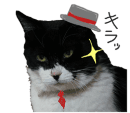 Every day of a cat. sticker #13481372