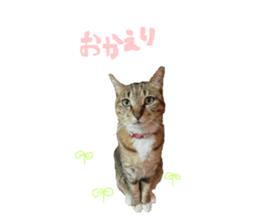 Every day of a cat. sticker #13481374