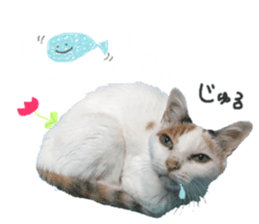 Every day of a cat. sticker #13481375