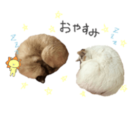 Every day of a cat. sticker #13481377