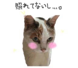 Every day of a cat. sticker #13481378