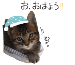 Every day of a cat. sticker #13481386