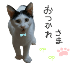 Every day of a cat. sticker #13481389