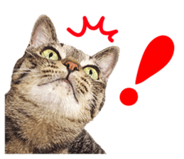 cat! cat!! cat!!! part1 sticker #13483798