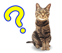 cat! cat!! cat!!! part1 sticker #13483800