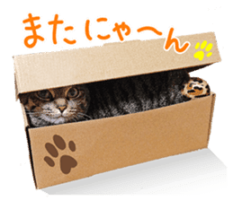 cat! cat!! cat!!! part1 sticker #13483813