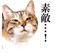 Photograph of cats sticker #13485953