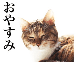 Photograph of cats sticker #13485963