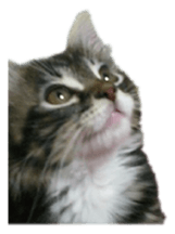 Picture of the kitten English version sticker #13487254