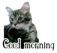 Picture of the kitten English version sticker #13487255