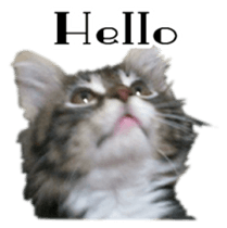 Picture of the kitten English version sticker #13487256