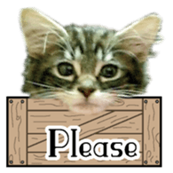Picture of the kitten English version sticker #13487262