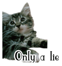 Picture of the kitten English version sticker #13487269