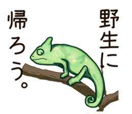 Chameleon sticker sticker #13487827