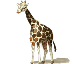 Pastel Giraffe sticker #13488605