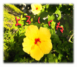 Stickers of Hawaii sticker #13489621