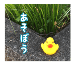 Duck weather sticker #13490526