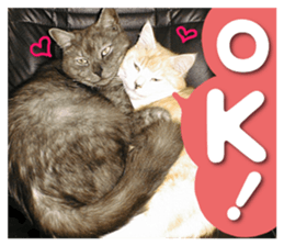 Our cat photograph sticker #13490774