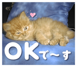 Our cat photograph sticker #13490775