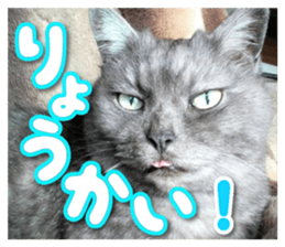 Our cat photograph sticker #13490776