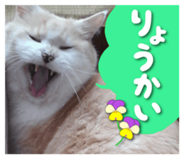 Our cat photograph sticker #13490777