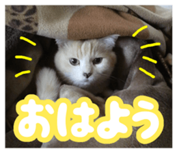 Our cat photograph sticker #13490779