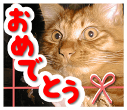 Our cat photograph sticker #13490780