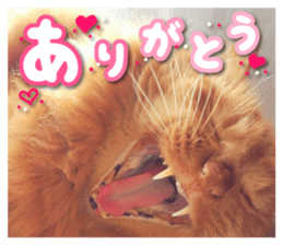 Our cat photograph sticker #13490781