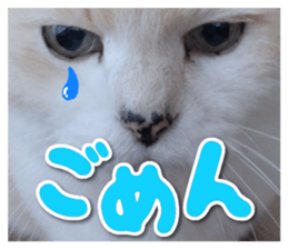 Our cat photograph sticker #13490782