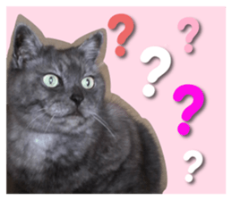 Our cat photograph sticker #13490783